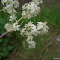 Chloroxylon swietenia DC.